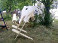 /album/forchheim-2014/img-20140524-111815-jpg1/